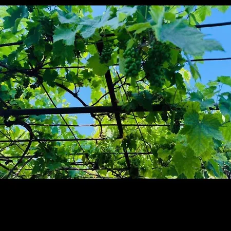 Bograd Ledina Sterijina 40 A Konukevi Surčin