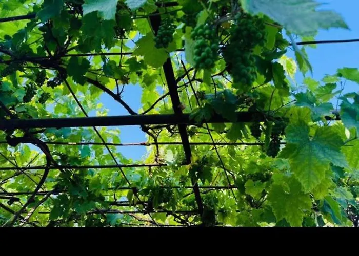 Bograd Ledina Sterijina 40 A Guest house Surcin